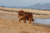 CAVALIER KING CHARLES 482